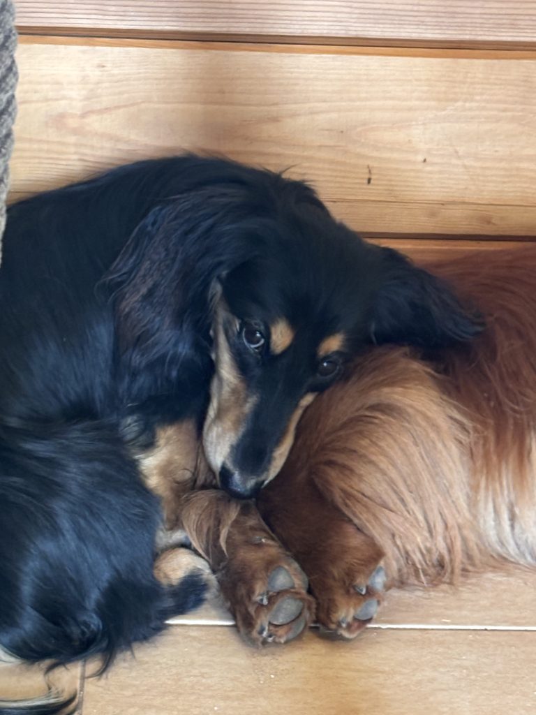 Dackel Paul und Luca schlafen gern auch auf einen gemeinsamen Schlafplatz