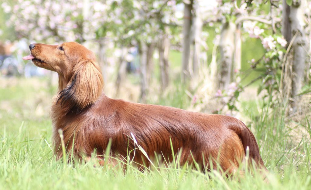 Dackel Paul in Ausstellungsposition Training Hundeausstellungen