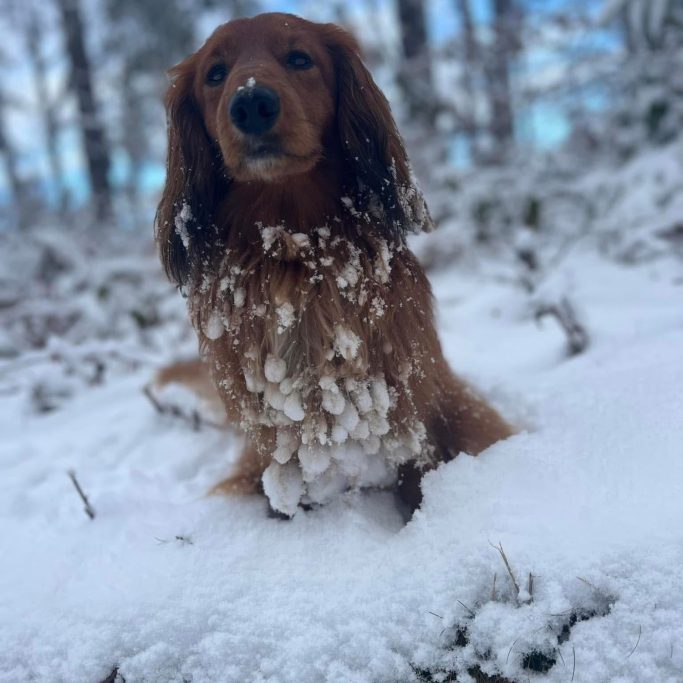 Schneeklumpen im Fell Schnee verklebt im Winter das Fell