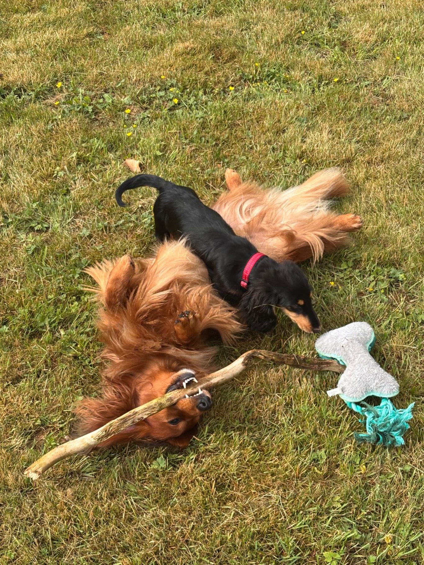 Althund und Welpe Ein erwachsener Dackel und ein Dackelwelpe spielen