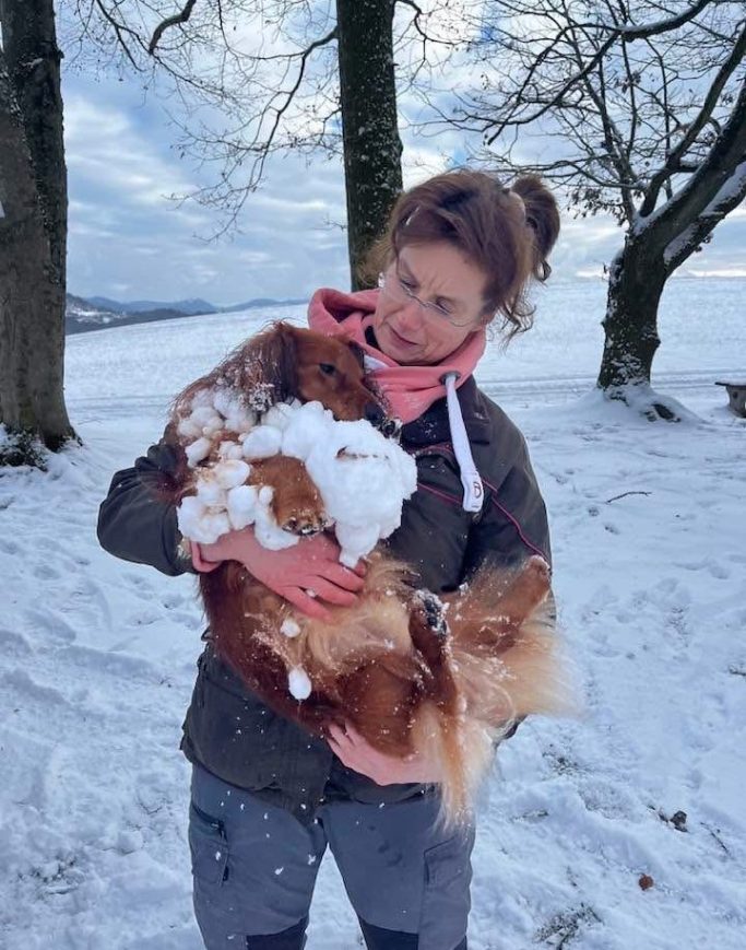 Schneeklumpen im Fell Mit Langhaardackel im Schnee spazieren gehen