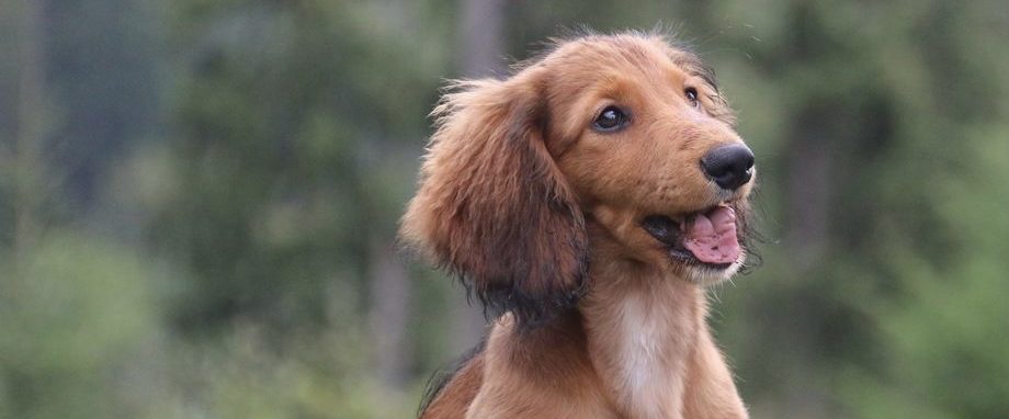 Süßer Dackelwelpe schaut fröhlich in die Kamera