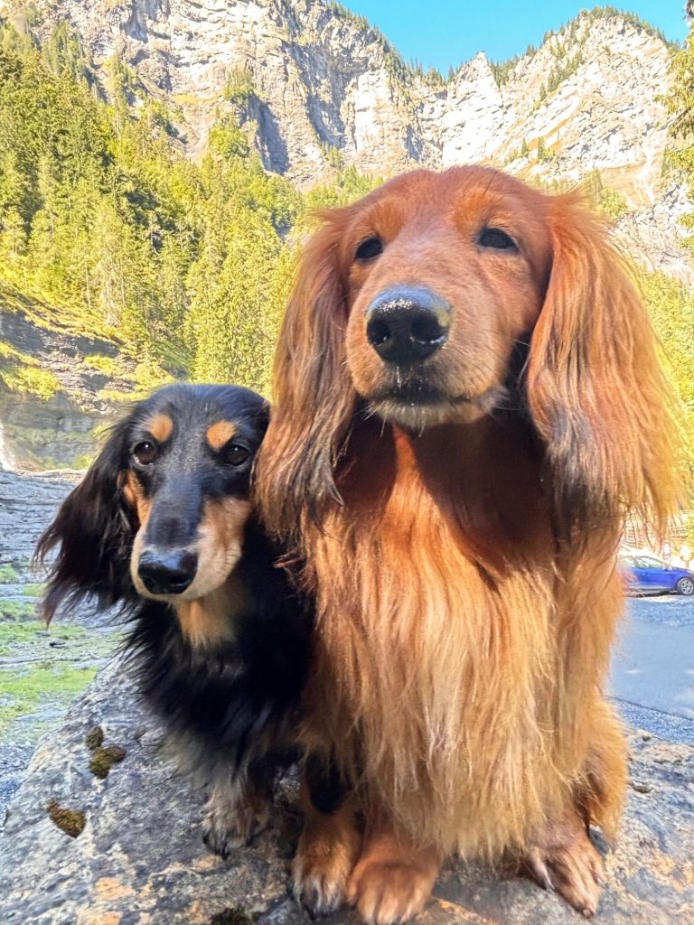 Zwergdackel und Standarddackel nebeneinander Meine Dackel Paul und Luca. Zwergdackel und Standarddackel im direkten Größenvergleich