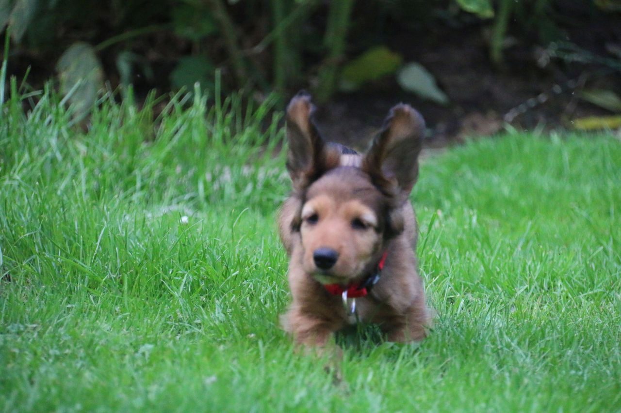 Kleiner Dackelwelpe spielt im Gras