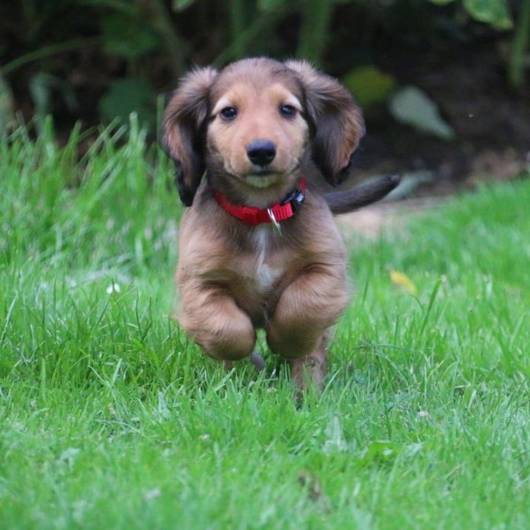 DackelWelpen, der fröhlich über grünes Gras rennt, mit rotem Halsband.