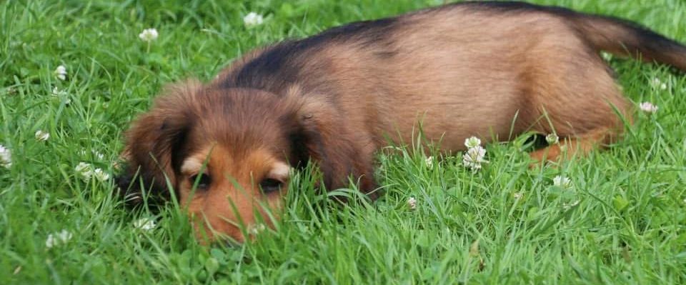 Süßer Dackewelpe liegt im Gras und schläft