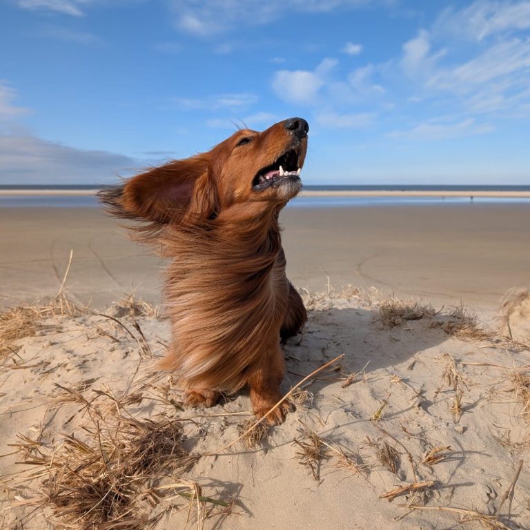Dackel Paul ist auf jeder Reha dabei